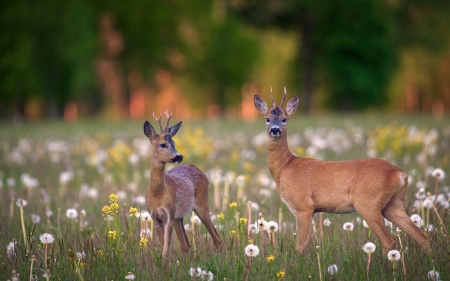 Deer in Meadow - Latvia, meadow, deer, animals