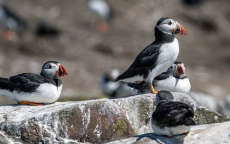 Puffins - birds, puffins, animals, rocks