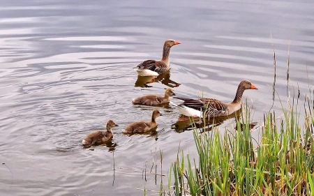 Goose Family - Latvia, geese, birds, water, family