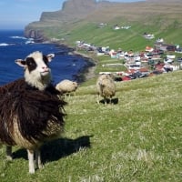 Faroese Sheep