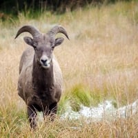 Bighorn Sheep