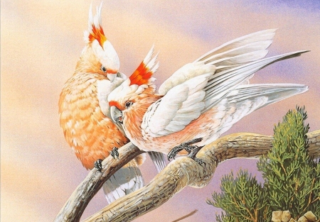 pink kakadu - animals, birds, kakadus, pink