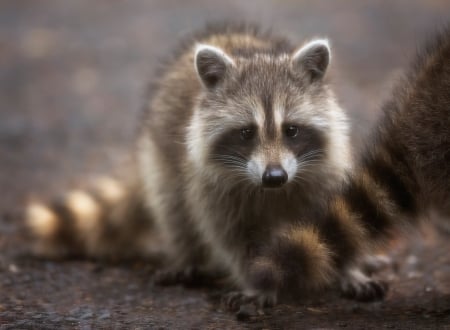 Raccoon - animal, nature, raton, cute, raccoon, baby, enot