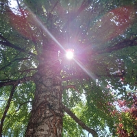 Trees in the park