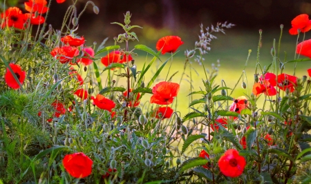 Meadow of poppies - beautiful, field, flowes, grass, meadow, poppies, red, summer