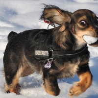 sara love snow