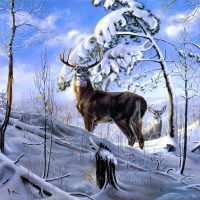 deer in the snow