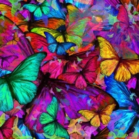 Butterfly explosion