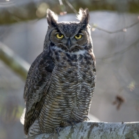 Great Horned Owl
