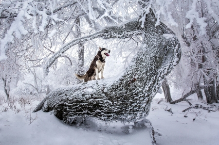 husky - dogs, huskys, snow, winter