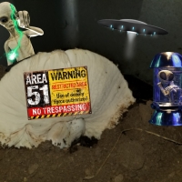 Area 51 Fungi