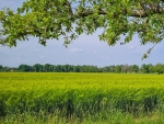 Cornfield