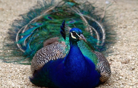 Peacock