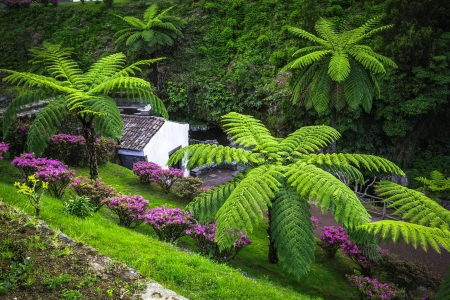 Exotic garden - azores, exotic, garden, grass, greenery, house, island, park, plants, portugal, view