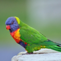 Rainbow Lorikeet