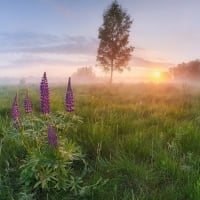 Meadow at Sunrise