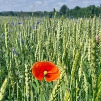 Poppy in Cornfield