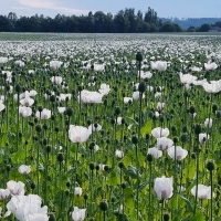 Poppy Field in Czechia