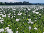 Poppy Field in Czechia