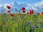 Clouds over Meadow