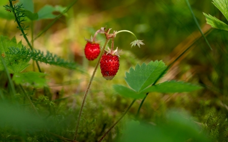 Forest Strawberries - strawberries, macro, Latvia, forest