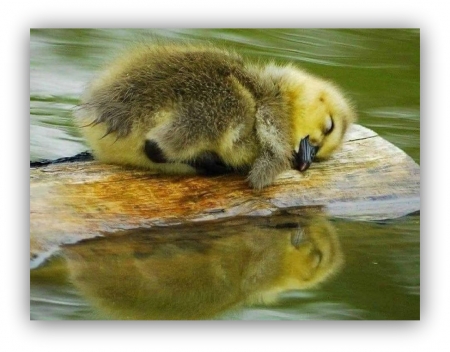 sleeping... - animals, ducks, nature, water