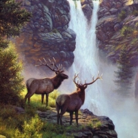 deer on the waterfalls