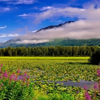 Summertime, on Alaska's Kenai Peninsula