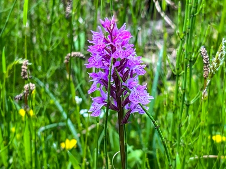 Orhidee - aer, cer, floare, soare