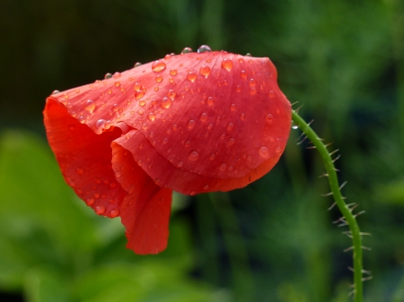 Raindrops on poppy - poppy, raindrops, red, flower, garden