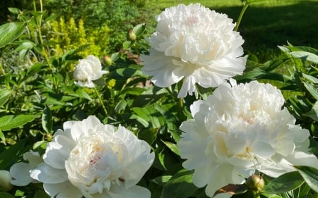 White Peonies