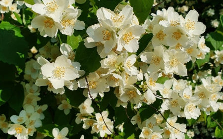 Jasmine - Latvia, blossoms, jasmine, bush