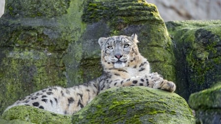 snow leopard - leopard, moss, wild, rocks, cat