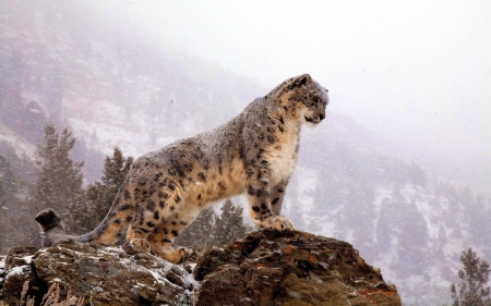 in the snow - trees, leopard, snowing, mountains, rocks, cat