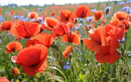 Meadow with Poppies