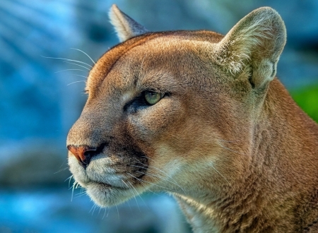 puma - cats, raubtiere, animals, pumas