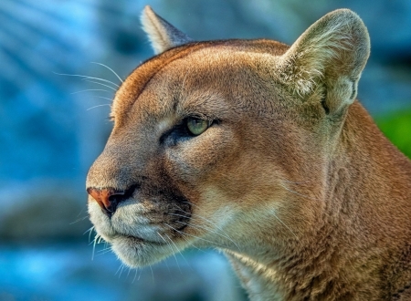 puma - pumas, cats, animals, raubtiere