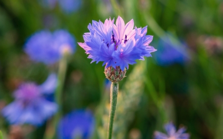 Cornflower - Macro, Latvia, cornflower, blue