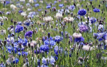 Cornflower Meadow