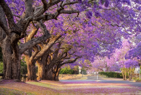 Jacaranda trees