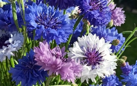 Cornflowers - macro, Latvia, cornflowers, nature