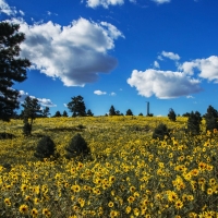 Coconino National Forest, Arizona