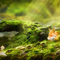 Sleeping fox