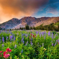 Morning Flowers in Little Cottonwood Canyon, Utah