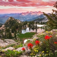 Summer wildflowers in the Wasatch Mountains, Utah