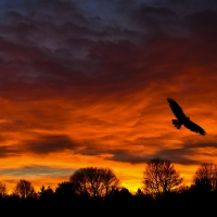 Bird Sunset Silhouette