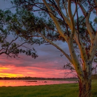 Big Swamp Parkland, Australia