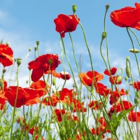 Poppy field