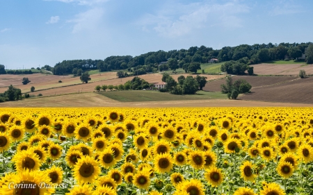 Sunflowers in France - France, fields, nature, sunflowers