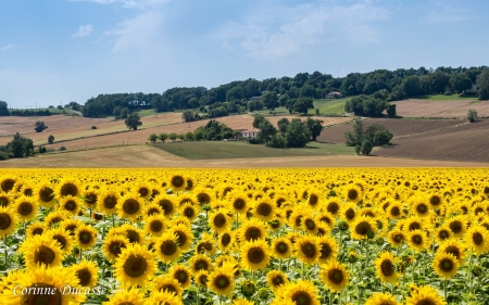 Sunflowers in France